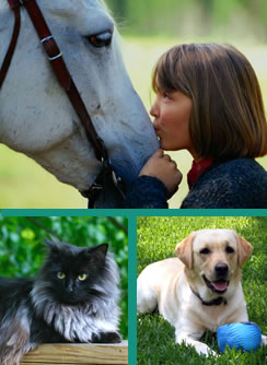 horse, dog and at